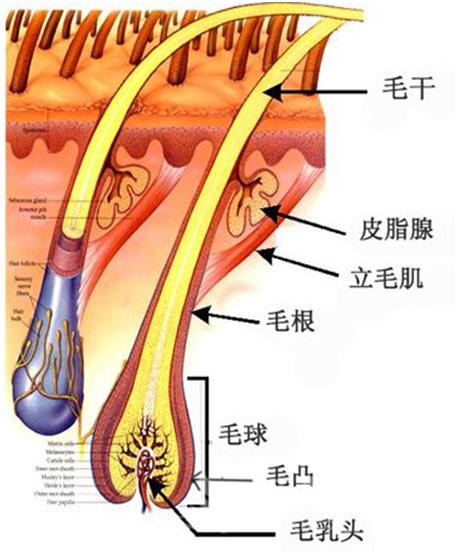 毛囊结构图