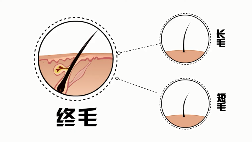 为什么会掉头发?